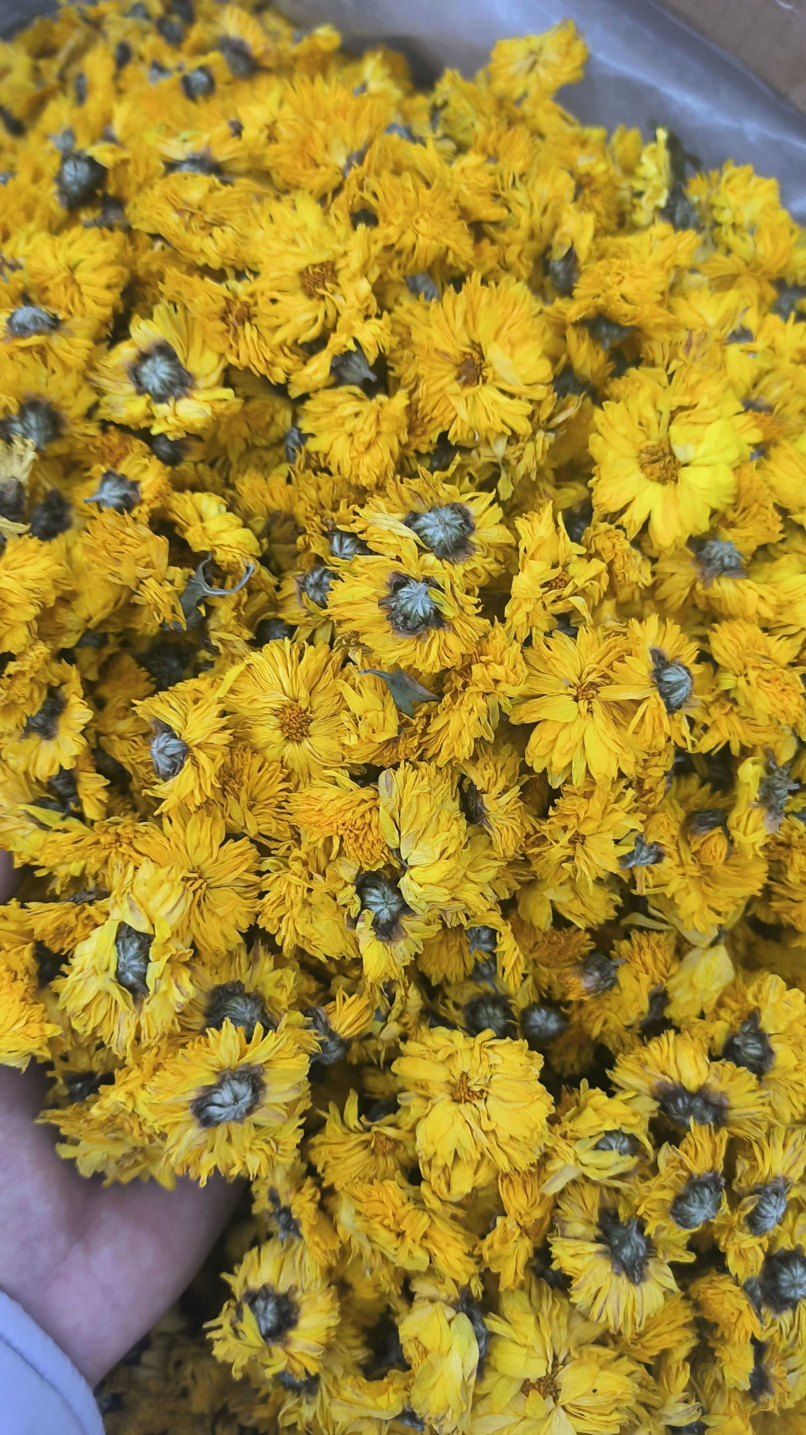 黄菊花 菊花茶散装 婺源黄菊花花干泡水新货 无硫 去火批发价
