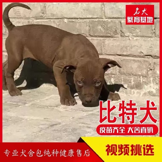 双峰县纯种血统比特犬 斗犬 上山打猎好犬 性格暴躁 咬口好 大型斗