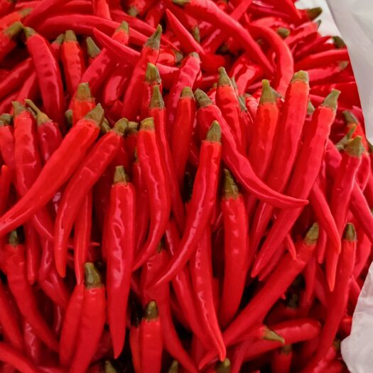 桂林酸辣椒。采用优质小米椒也叫叶红椒为原料。精心制作而成。
