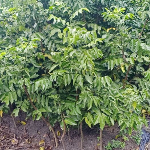 浦北县大量供应黑黄皮苗