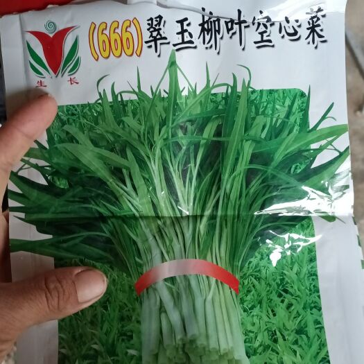 厦门柳叶空心菜苗，福建地区客车直达，全国快递到达，菜苗壮实漂亮