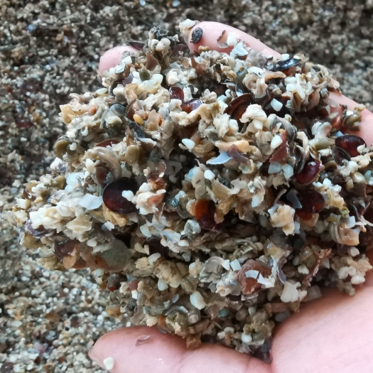 含山县螺蛳尾，精养饲料！