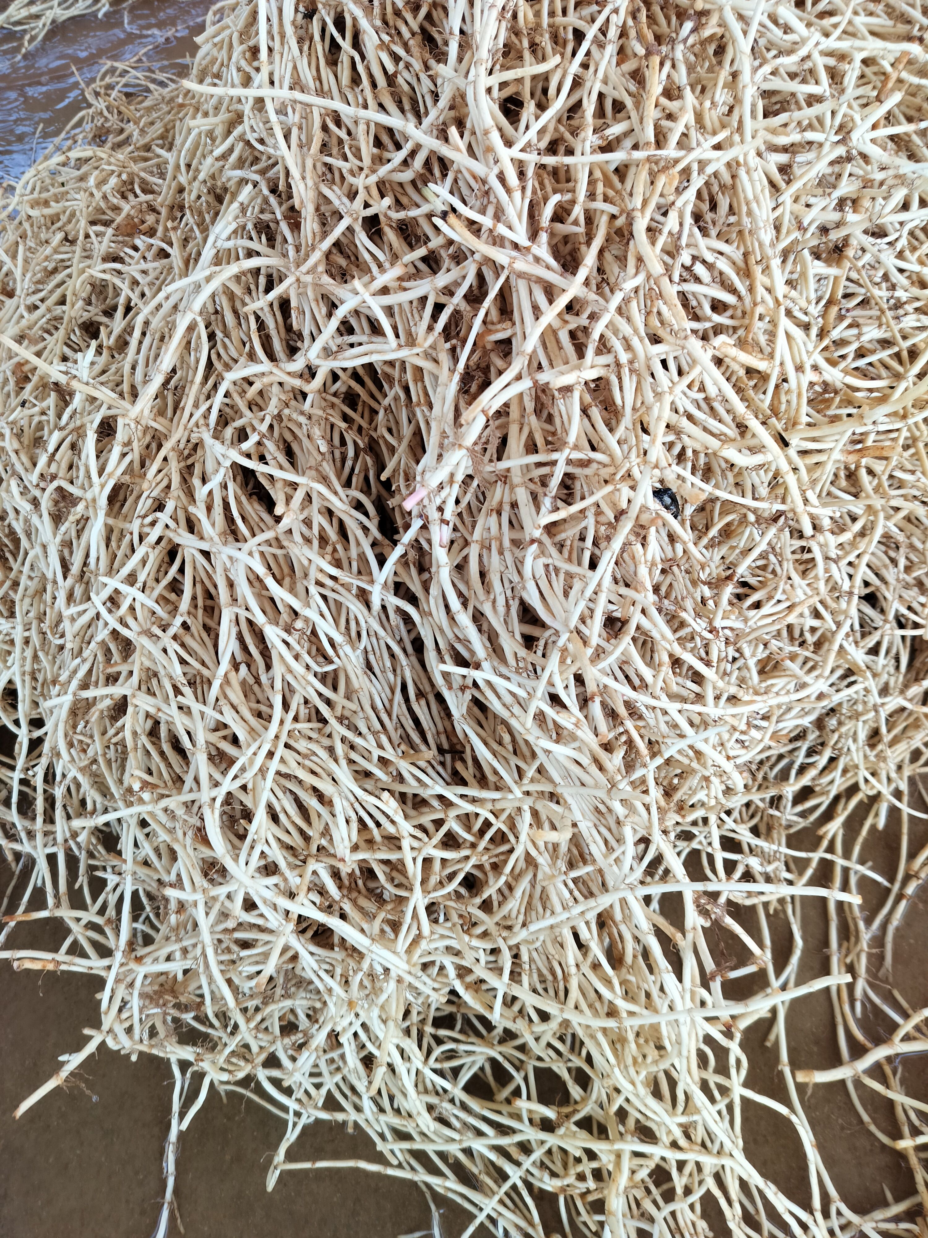 鱼腥草，量大货好