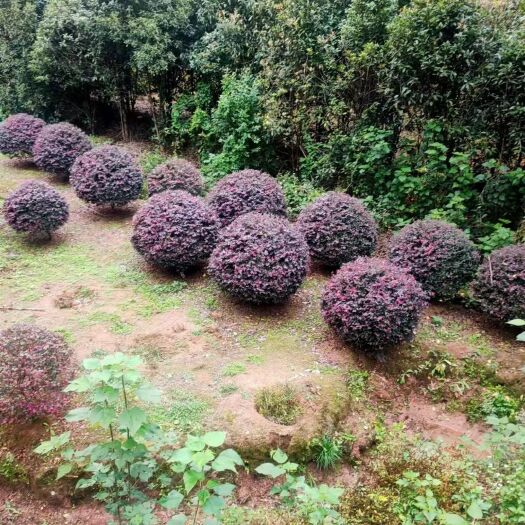 都江堰市红继木球