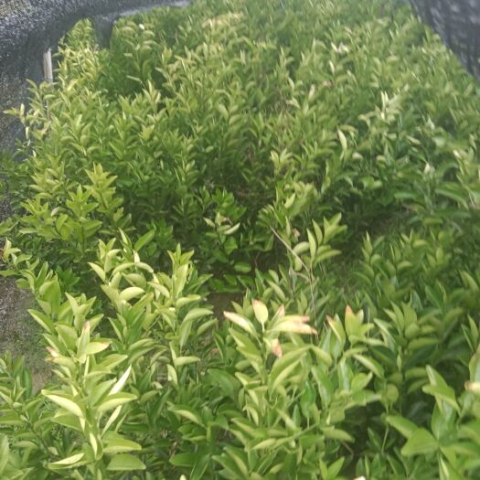 遂川县药用枳壳苗