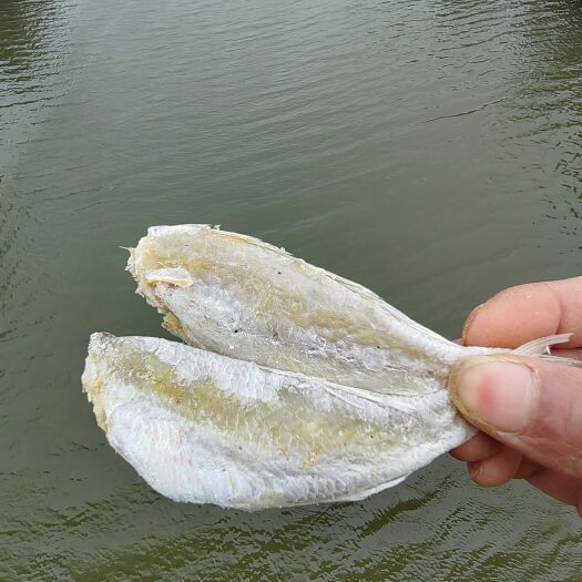 北海腌制时间短.咸淡适中红中鱼干新货深海海鱼红中鱼