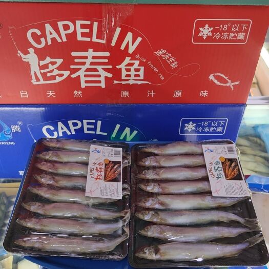 济南全规格多春鱼 粒粒饱满