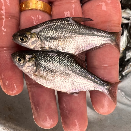 南宁大品种武昌鱼苗鳊鱼苗 沙边鱼苗三角鲂苗鱼场供应快大抵抗力强