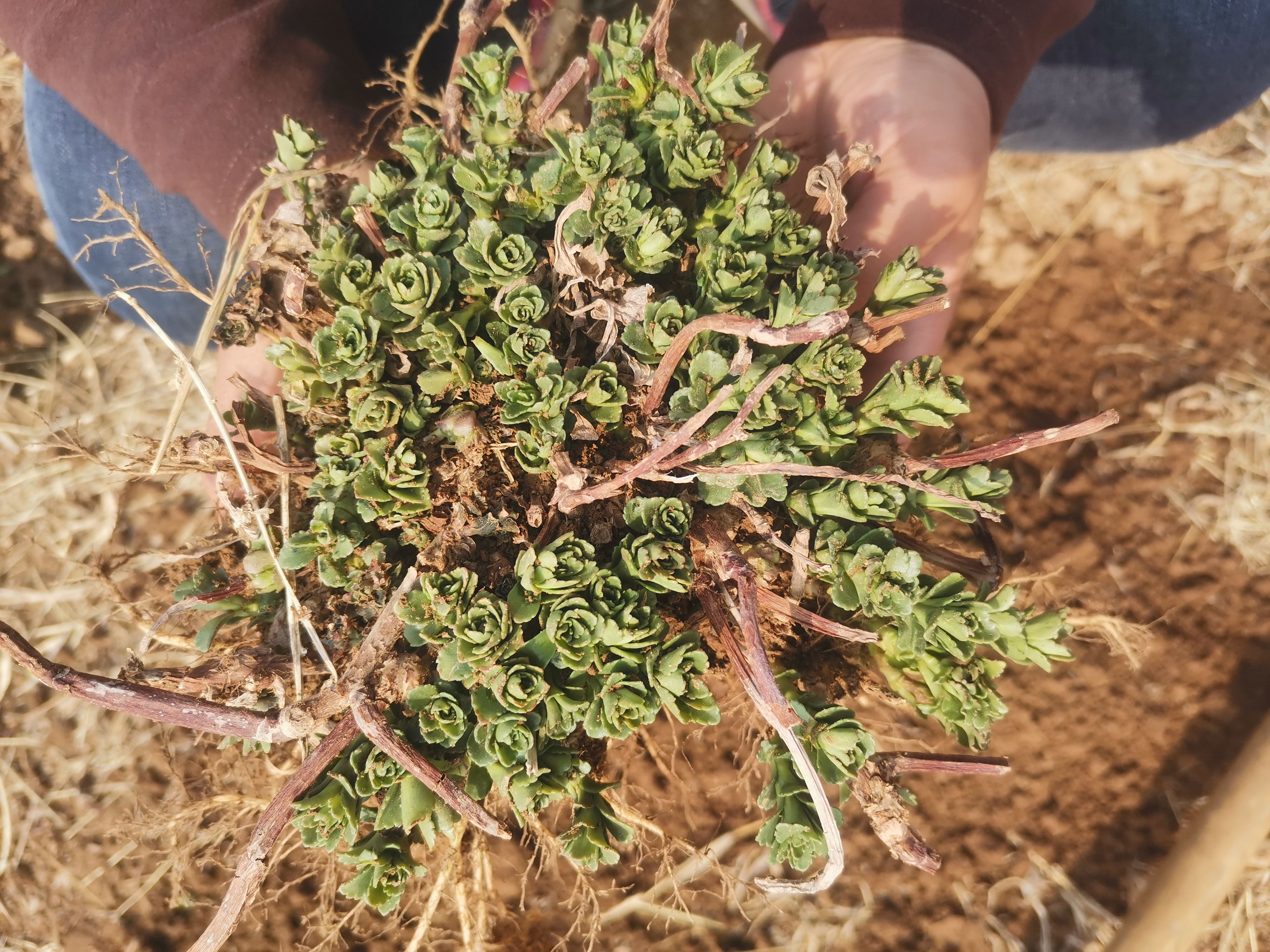 带根救心菜、养心菜、高钙菜、景天三七