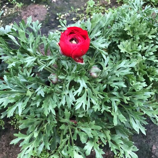 青州市芹叶牡丹盆栽 基地直发