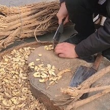 舟曲县白皮芪
