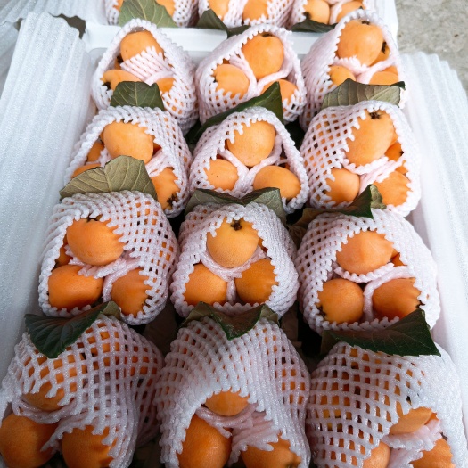 蒙自市云南高原枇杷