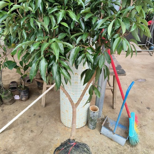 灵山县改良无核荔枝