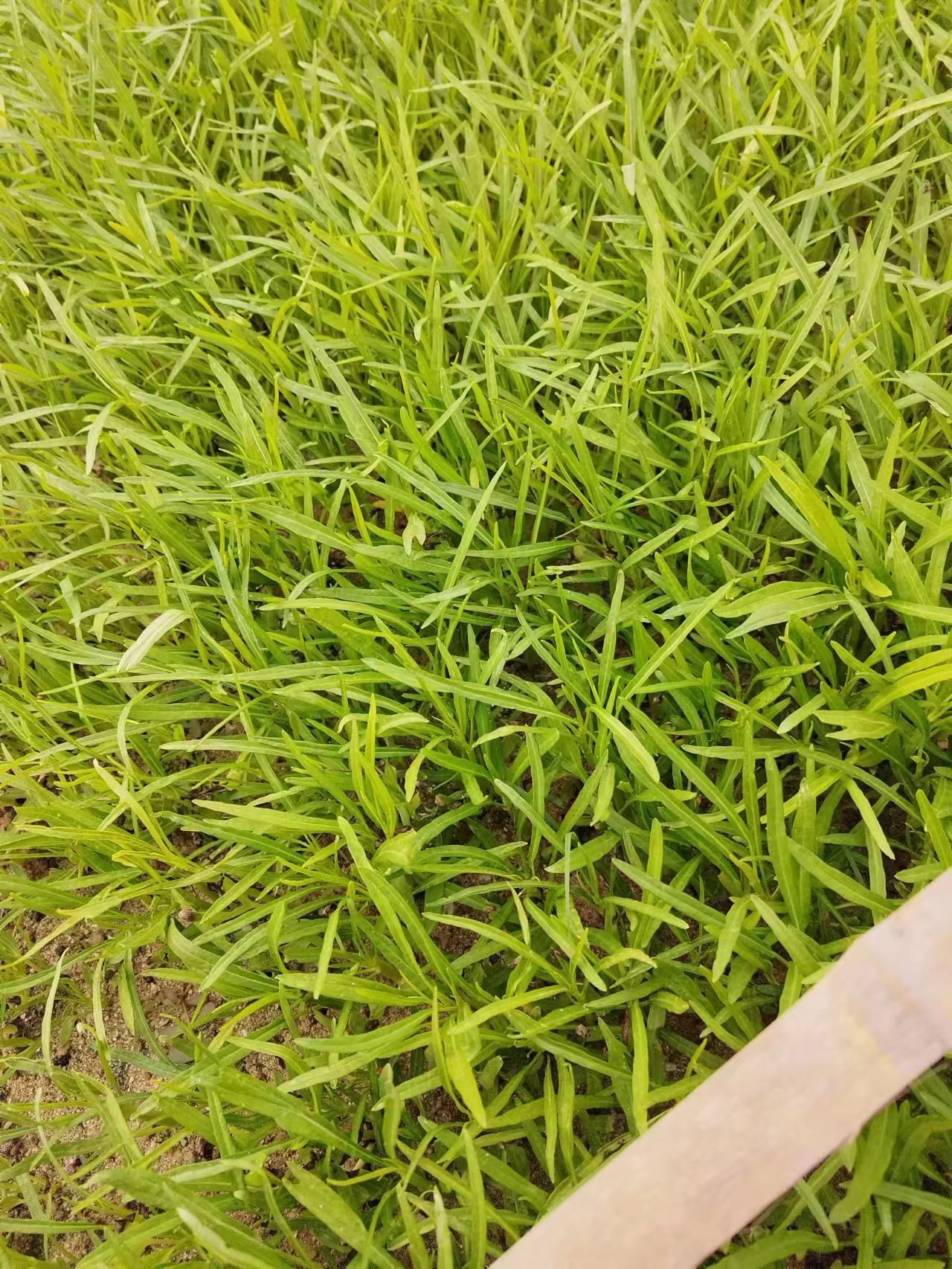 柳叶空心菜苗，福建地区客车直达，全国快递到达，菜苗壮实漂亮