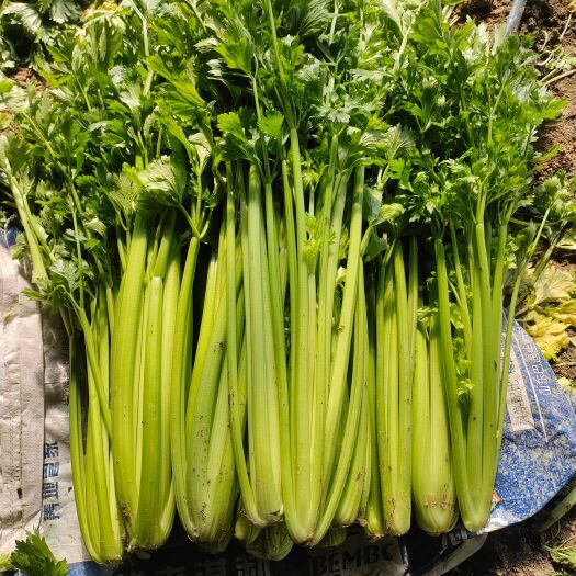 平度市大量批发西芹