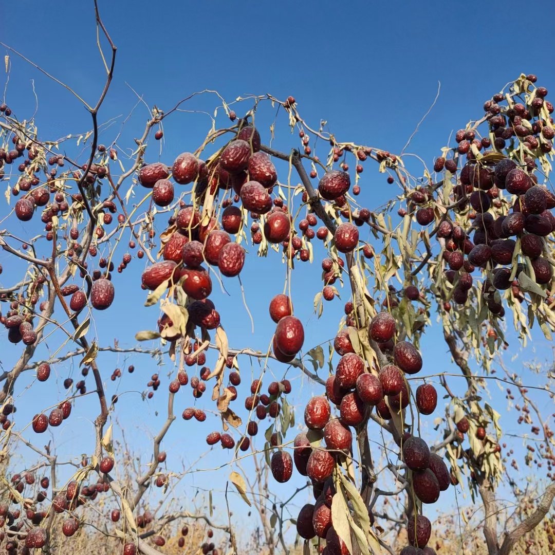 杜麗新疆紅棗