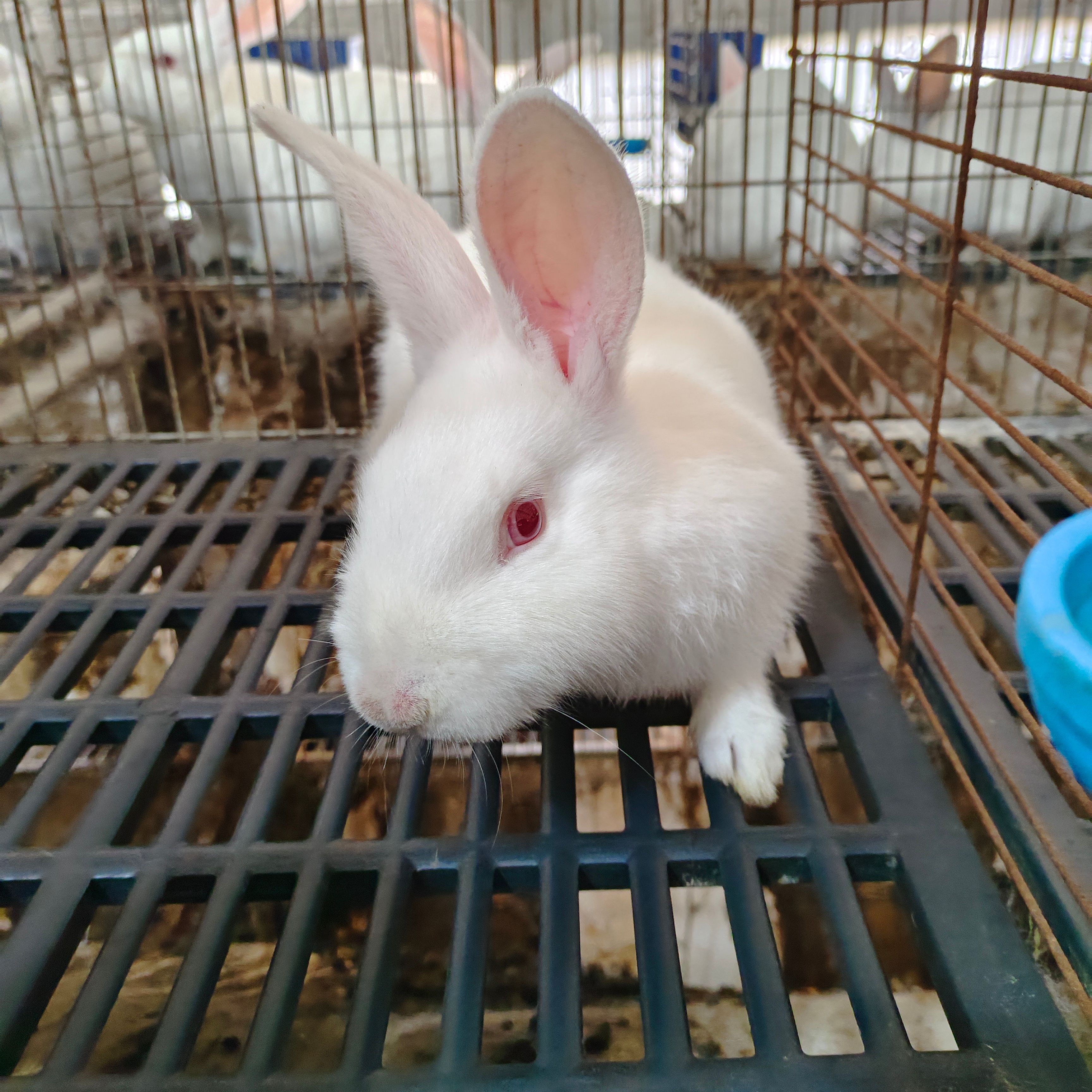 四川哪里有卖种兔，保教技术包回收