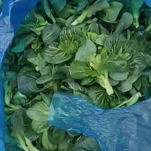 如皋市露天苏州青菜苔