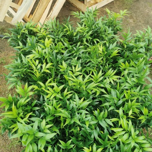 都江堰市竹柏