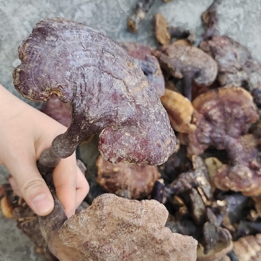 隆林县天然红灵芝( 统货 )