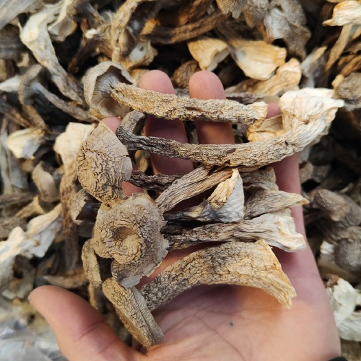 连江县鹿茸菇