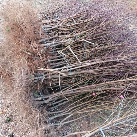 连平县连平鹰嘴桃苗直径2.5公分