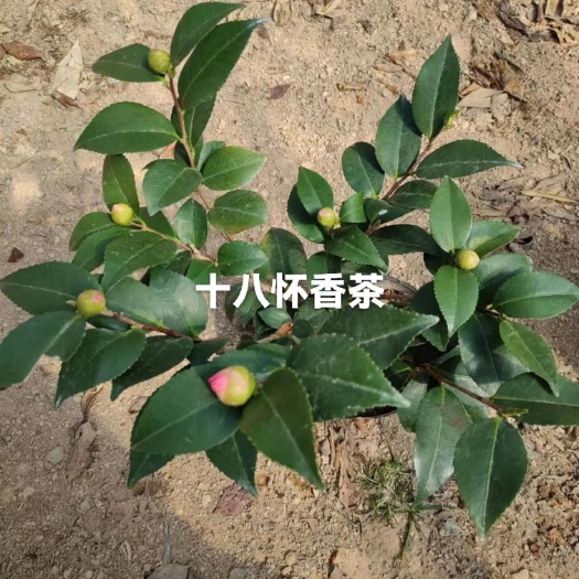 漳平市烈香，香妃茶花