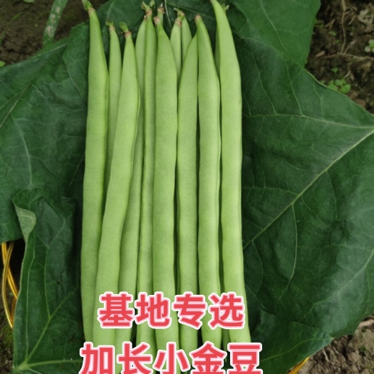 绵阳加长小金豆种子