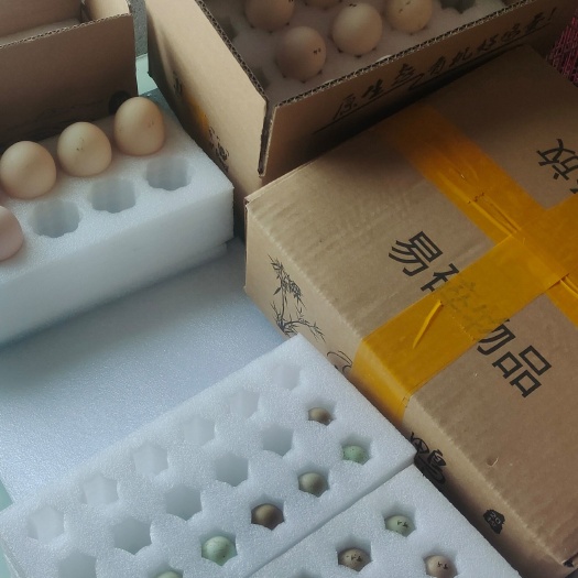 灌南县婆罗门鸡种蛋 哥伦比亚科钦球鸡种蛋 塞拉玛种蛋