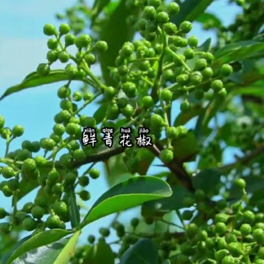 成都重庆江津鲜青花椒，原厂货源，货源充足，