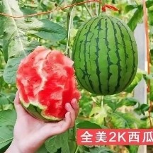 2K小吊瓜，小糖丸西瓜，牛奶爆瓜大量供应一手货源包装小工齐全