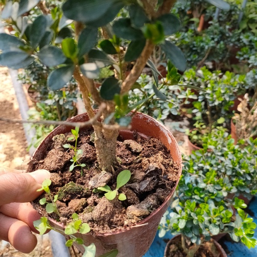 荔浦市瓜子黄杨树头盆栽，泥炭土种植
