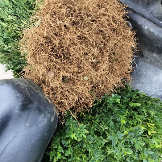 阳朔县枳壳苗出售
