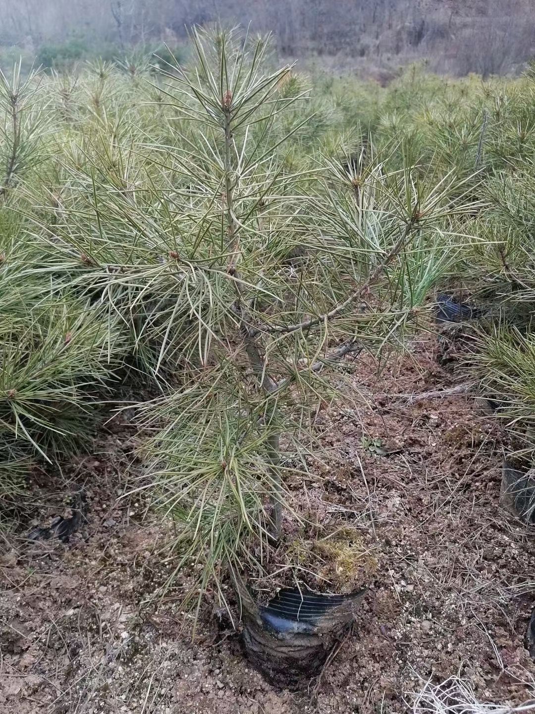 50分以上白皮松杯苗出售