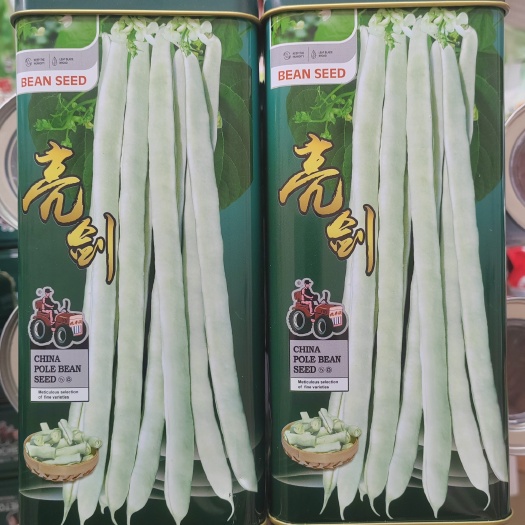 绵阳四季豆种子 老来少种子九粒白种子白不老芸豆种子九粒白芸豆种子