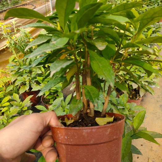 双色茉莉，鸳鸯茉莉树头盆栽，泥炭土种植