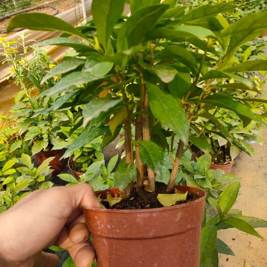 荔浦市双色茉莉，鸳鸯茉莉树头盆栽，泥炭土种植