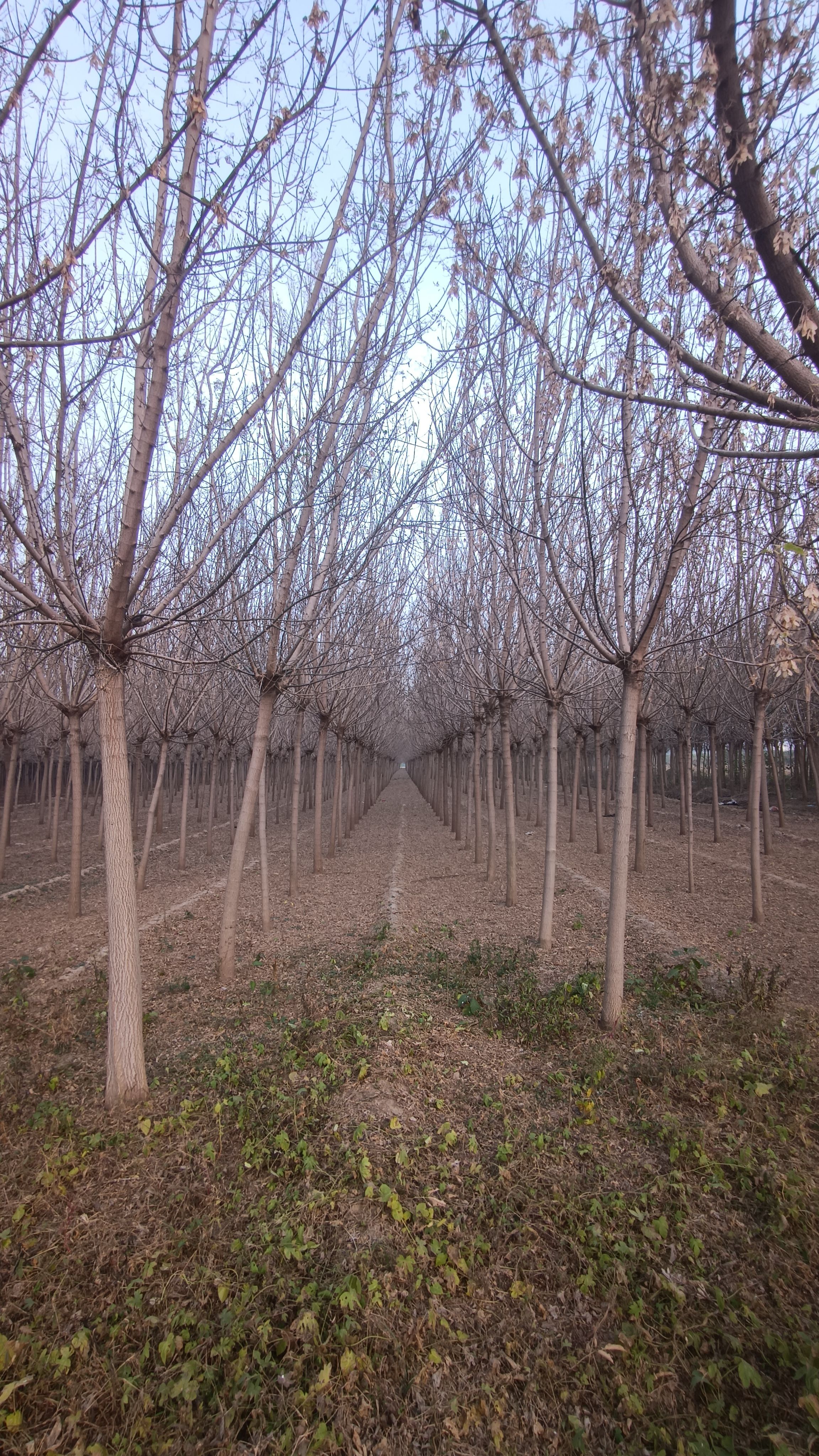 绿叶复叶槭8-20厘米，干直冒圆大量供货，有清地资源