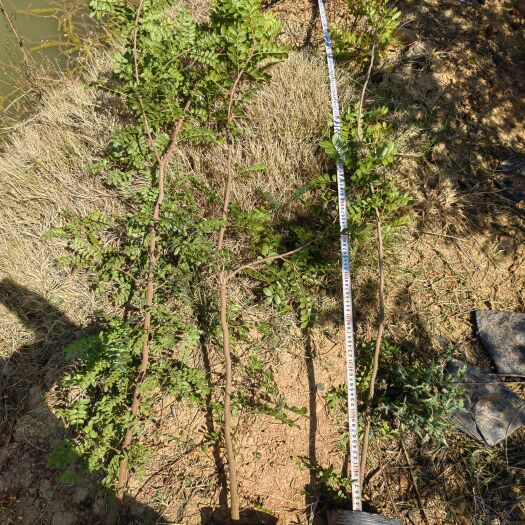 宜良县清香木，高度1.5米到2米云南昆明宜良一手货源