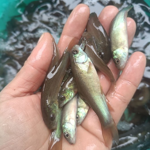 南宁丁桂鱼苗，鱼塘直销