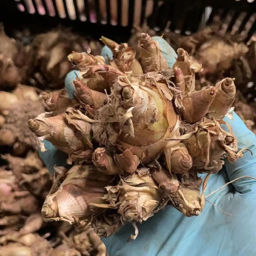 成都晚香玉重