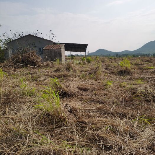 昌江县西瓜地，南瓜地，香蕉地，长期短期地出租，欢迎各位老板来电