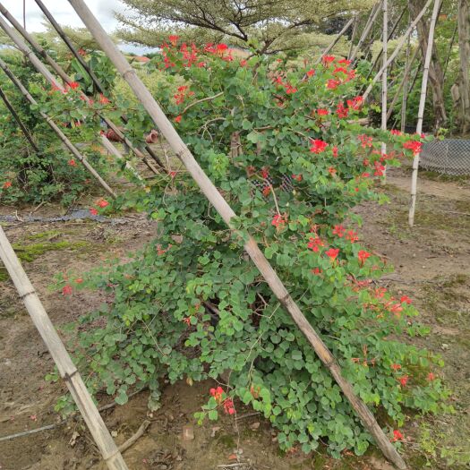 中山市2302基地供应 橙花 嘉氏羊蹄甲 1-2.5米高盆栽苗