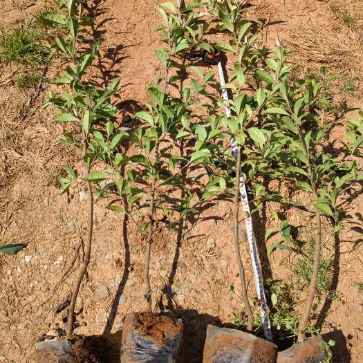 宜良县球花石楠小苗，高度1米-1.5米云南昆明基地直销