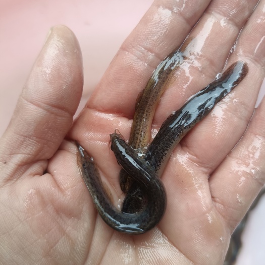 南宁泥鳅鱼苗，杂交泥鳅，鱼塘直销常年供应技术支持