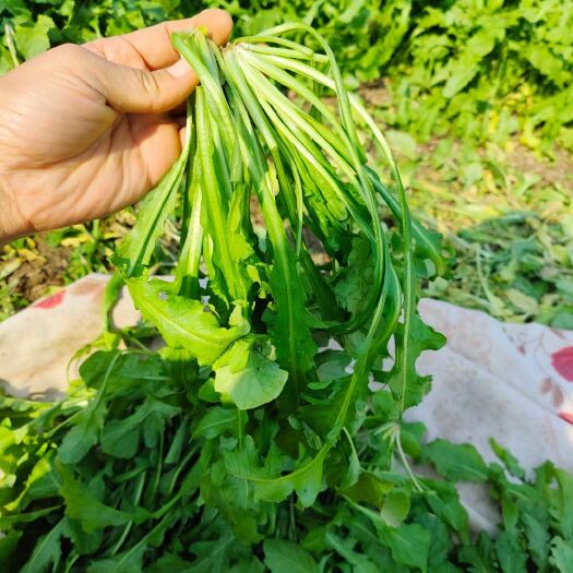 虞城县高颜值荠荠菜