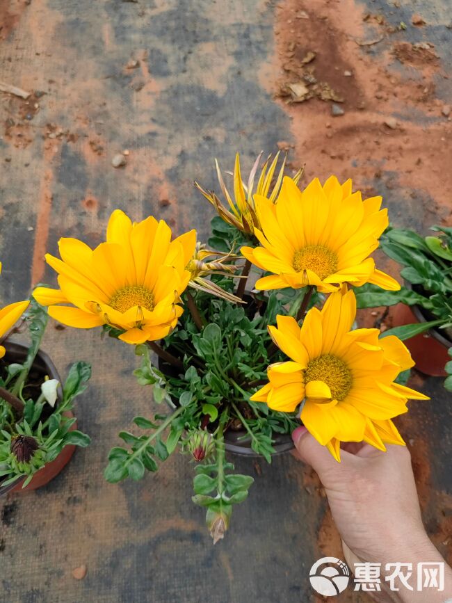 勋章菊，130双色杯云南昆明勋章菊种植园一手货源