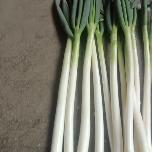 遵义大葱，粗细货毛葱