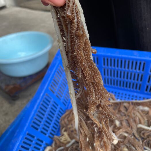 成都牛百叶  本色黑千层