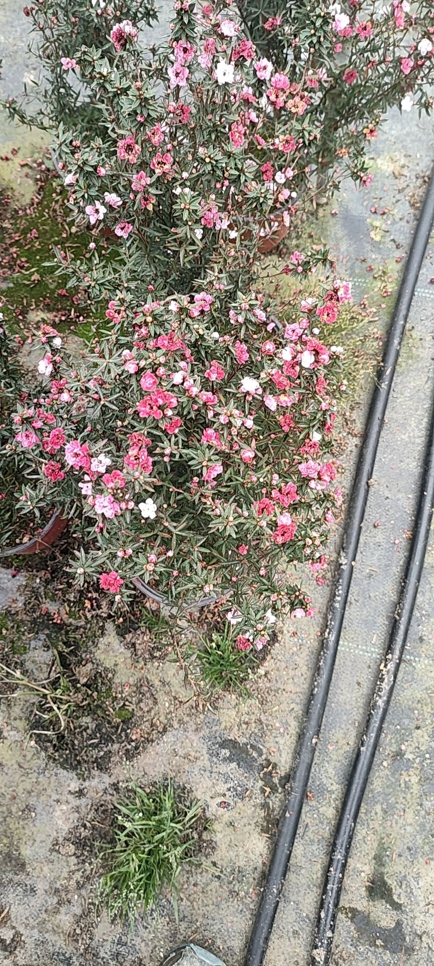 松红梅，一树多色，花苞多，带花，带花苞发货